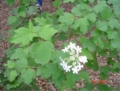 Viburnum trilobum